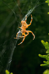 Araneus diadematus on its web eating a ladybug, coccinella magnifica in spring
