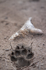 Animal footprints on the ground