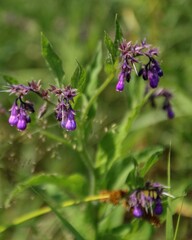 Blooming nightshade in a forest glade