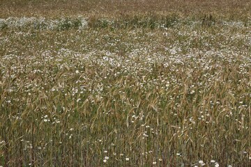 Daisies in a field of rye