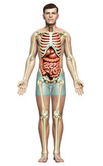 3d rendered medically accurate illustration of male  Internal organs and skeleton system