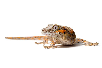 Gargoyle gecko close-up isolated on a white background