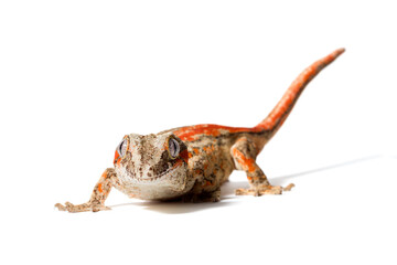 Red striped Gargoyle gecko isolated on a white background