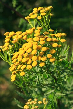 Tansy inflorescence in a meadow closeup
