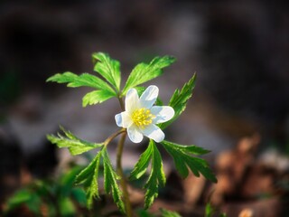 Fototapeta premium Spring white anemone flowers in the forest