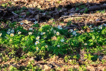Spring white anemone flowers in the forest