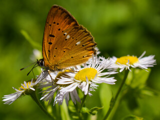 Obraz premium Butterfly on a flower
