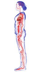 Obraz na płótnie Canvas 3d rendered medically accurate illustration of Female arteries