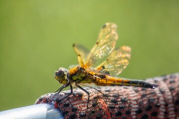 Dragonfly on a branch closeup