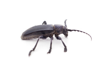 Brown deer beetle.