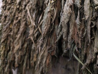 Dry leaves on a wooden wall close-up.