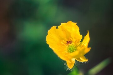 Yellow flower of buttercup closeup