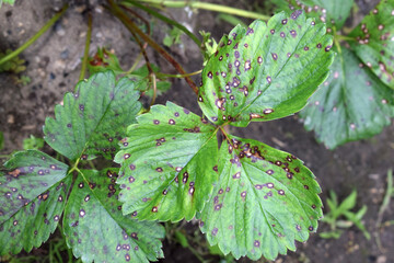 Strawberry leaf spot - fungal disease caused by Mycosphaerella fragariae