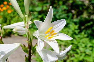 Fototapeta premium Many large delicate white flowers of Lilium or Lily plant in a British cottage style garden in a sunny summer day, beautiful outdoor floral background photographed with soft focus.