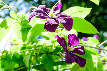 Many delicate purple clematis flowers, also known as traveller's joy, leather flower or vase vine, in a sunny spring garden, beautiful outdoor floral background photographed with soft focus.