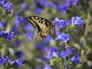 Butterfly   on a blue flower closeup