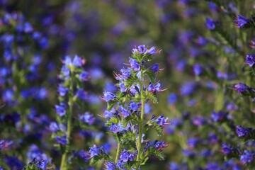 Blue flowers of  honey plant on the meadow