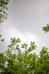 Feuillage arbre forêt - ciel nuageux pluie pluvieux - nature météo