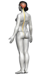 3d rendered medically accurate illustration of the brain