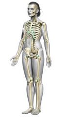 3d rendered, medically accurate illustration of a female skeleton system