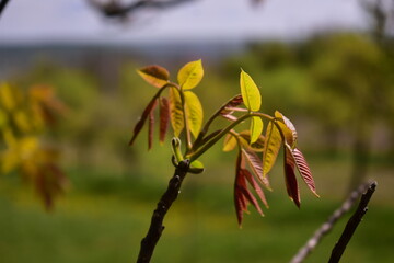 walnut bud in spring season. new leafs on twig