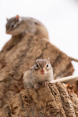 可愛らしいシマリス