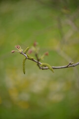 walnut bud in spring season. new leafs on twig