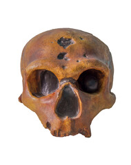 Obraz premium Neanderthal skull. Plaster copy of the skull on a white background.