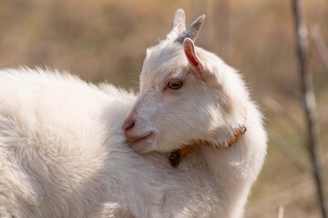 Obraz premium 可愛い子ヤギ