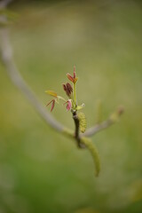 walnut bud in spring season. new leafs on twig
