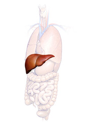 3d rendered, medically accurate illustration of  Liver Anatomy