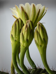 Obraz premium cactus flowers