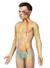 3d rendered medically accurate illustration of a young boy nervous system