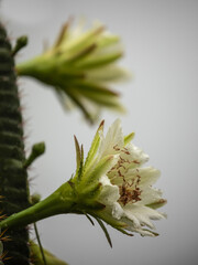 cactus flowers