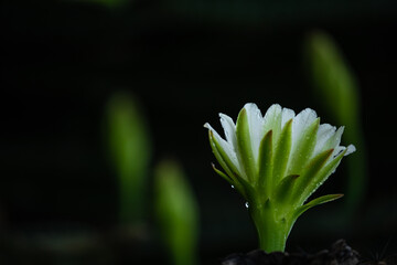 cactus flowers