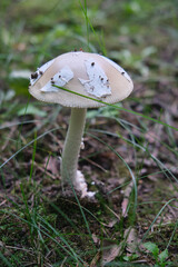 Mushroom