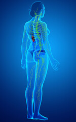 3d rendered medically accurate illustration of a female lymphatic system