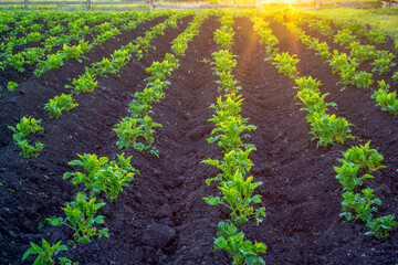A potato field is cultivated by a tractor and lit by the sun at sunset. Growing potatoes on a farm. Procurement of environmental products in the personal economy.