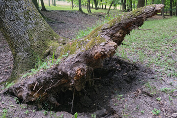 Uprooted tree