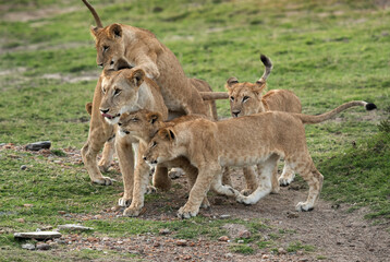 Lioness and her cubs, Masai Mara