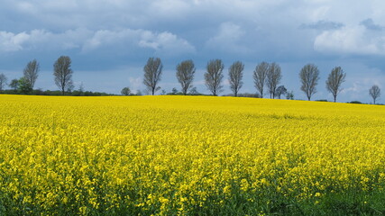 Obraz premium OLYMPUS DIGITAL CAMERA