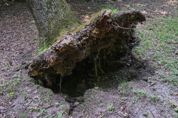 Uprooted tree