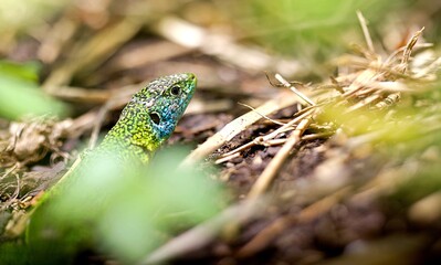 Lézard vert - reptile animal