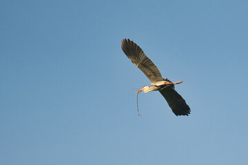 bird flying in the sky