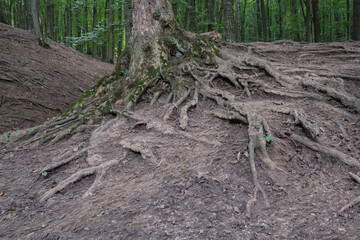 Ancient tree roots