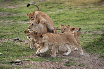 Love and affection of mother and cubs, Masai Mara