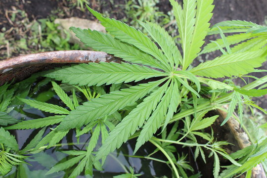 A sprig of hemp with leaves. Marijuana with bright green leaves. Hemp, ganja leaf. Cannabis sativa. 