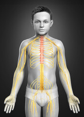 3d rendered medically accurate illustration of a young boy nervous system