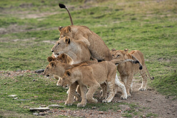 Naklejka na ściany i meble Lion cubs showing caress to mother, Masai Mara