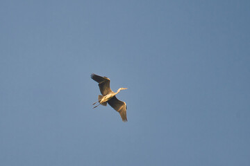 a pelican in flight